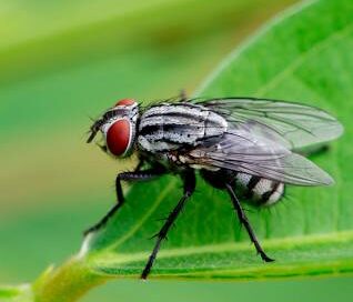 Image of a flies (Diptera) on green leaves. Insect Animal