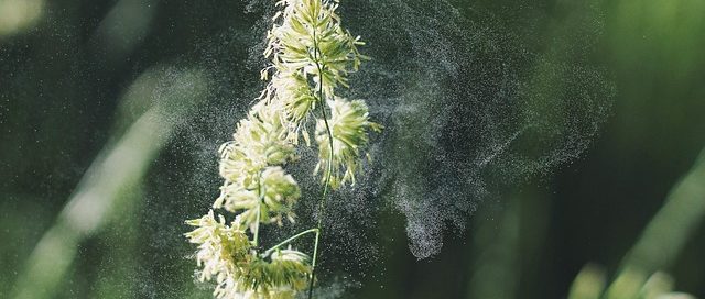 How To Stop Allergies From Affecting Your Health